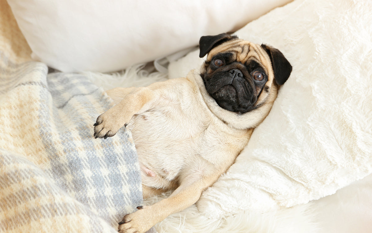 The Pug Dilemma Sleeping Arrangements and Grooming Solutions Pugpod