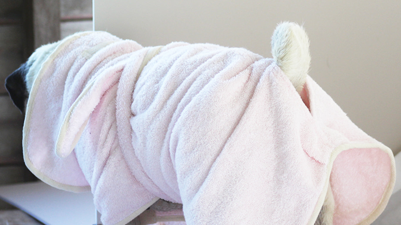 A Pug dog in a pink towelling bath robe, with a curly pug tail