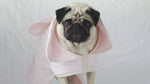  A Fawn Pug dog in a pink towelling Bath robe -Front on