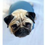 PUGPODjAMAS® French Blue