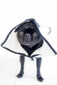 A Black Pug Dog in a white towelling Bath robe -Front on